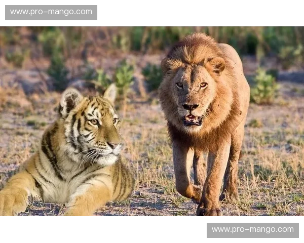 宿命对决：老虎与萨斯菲尔德，绿茵场上的恩怨情仇